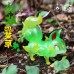 【幻狐舍-四葉草】MERRY GO ROUND X 幻狐舍genkosha